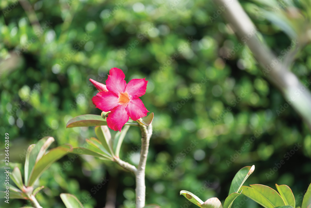Beautiful pink Azalea flower in garden with green nature blurred background Beautiful pink Azalea flower in garden with green nature blurred background