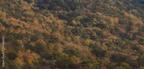 Autumn forest texture on the side of the hill