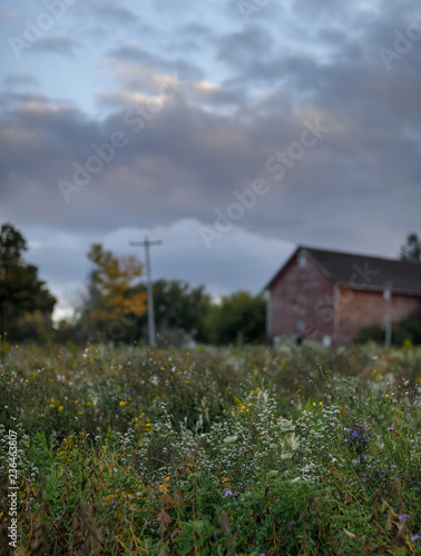Wildflowers with out-of-focus barn, Mohawk Valley, New York State, USA.