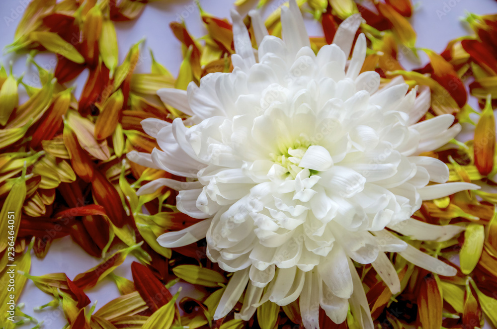 white flower against the background of the petal white flower against the background of the petal