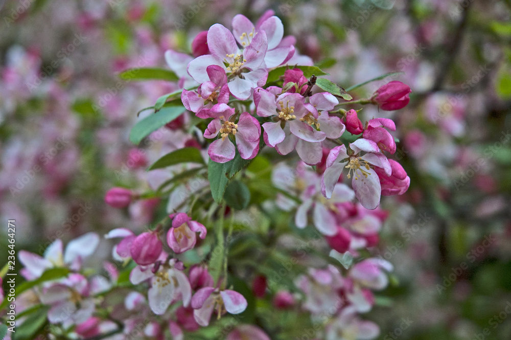Flowers in Full Bloom Flowers in Full Bloom