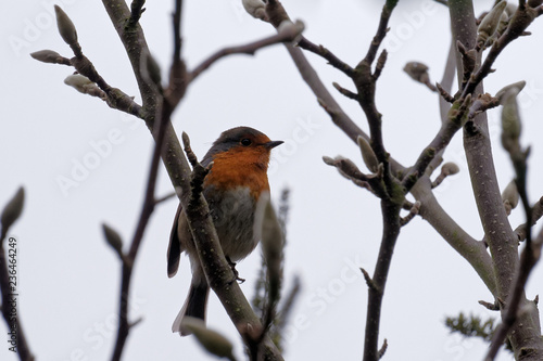 English Robin on a branch
