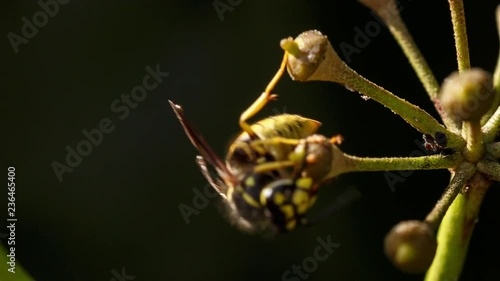 Yellowjacket sucking nectar with the tongue. Amazing closeup of beautiful wasp foraging the tiny flowers of ivy plant, that has to reject the attack of a fly that also wants its share of the delicacy photo