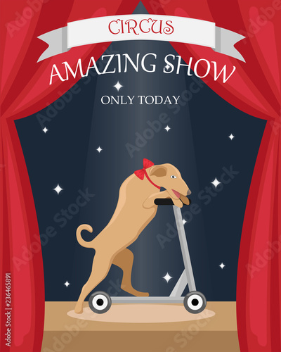 Circus trained dog on a scooter. Flat vector poster.