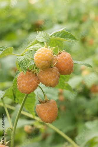 closeup ripe berry yellow raspberry on a branch.