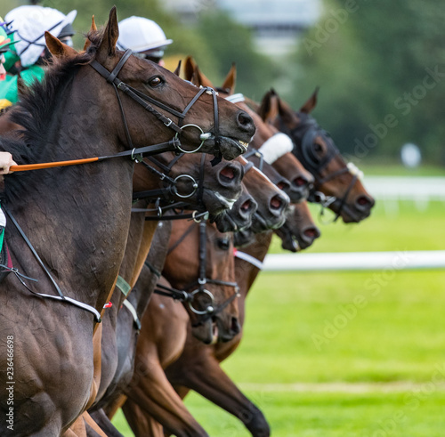 Konie wyścigowe ustawione w szeregu na początku wyścigu