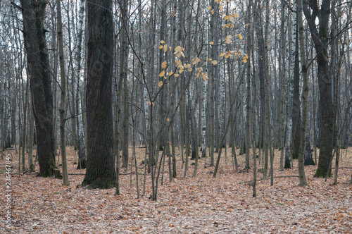 Autumn landscape photo