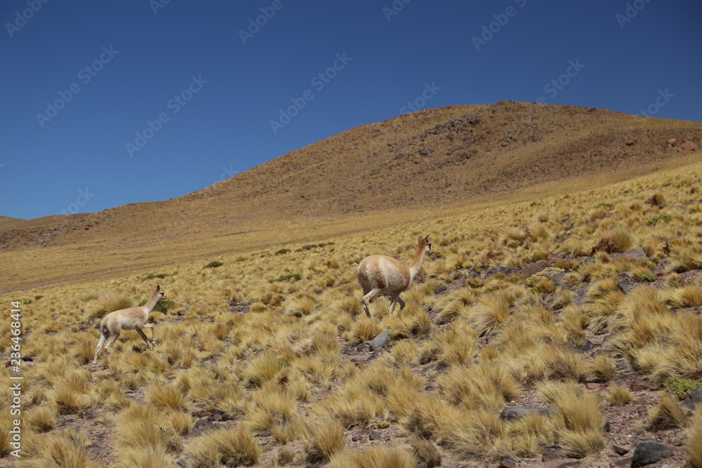 Alpacas en lo alto de Atacama
