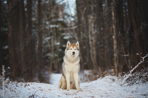 Close-up Portrait of gorgeous and free Siberian Husky sitting in the winter forest at sunset.