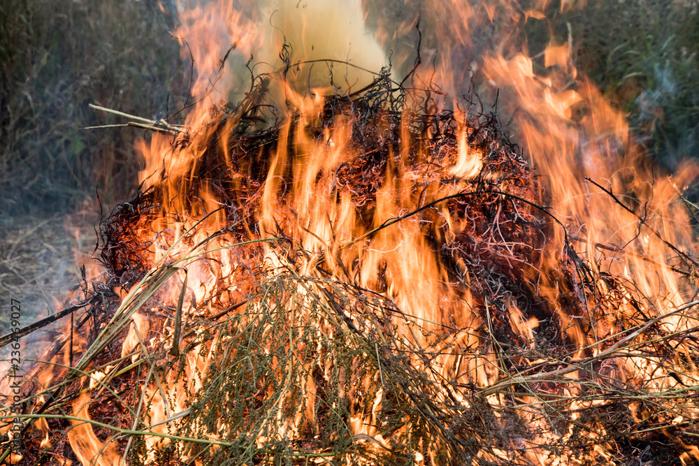 Charred wood burning down in the fire glow, close-up Charred wood burning down in the fire glow, close-up