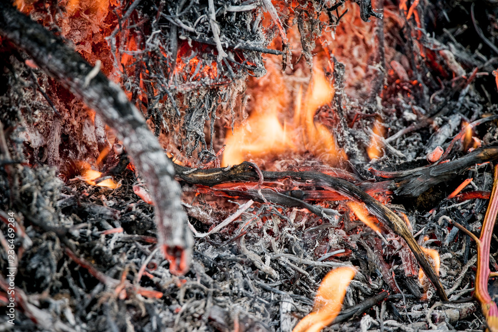 Charred wood burning down in the fire glow, close-up Charred wood burning down in the fire glow, close-up