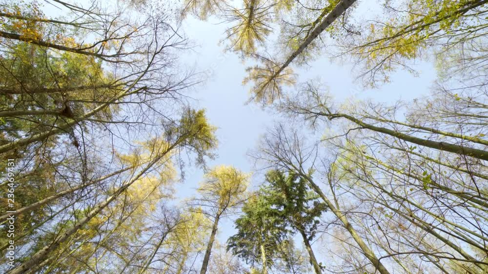 Looking up to blue sky through autumn trees of forest. Looking up to blue sky through autumn trees of forest.
