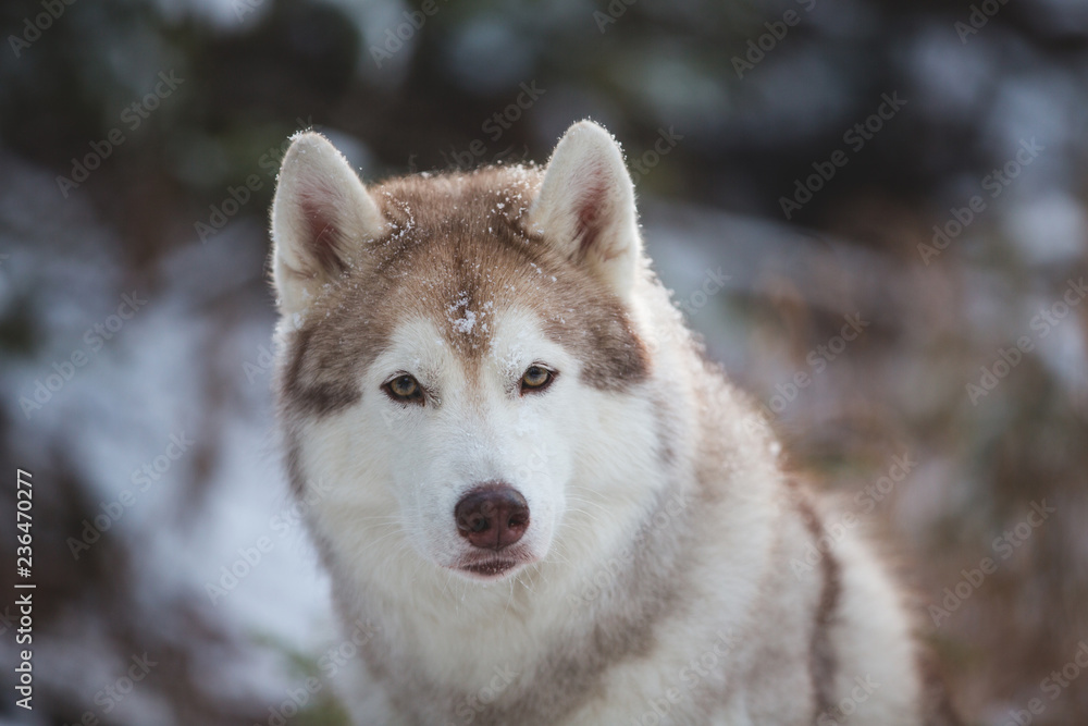 Close-up Portrait of beautiful Siberian Husky dog sitting on the snow in front of fir-tree in the winter forest