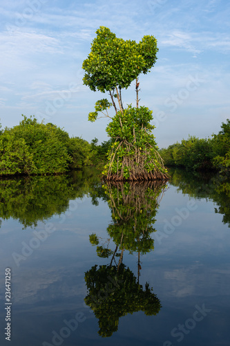 Mangroves dans les backwaters, Kerala, Inde photo