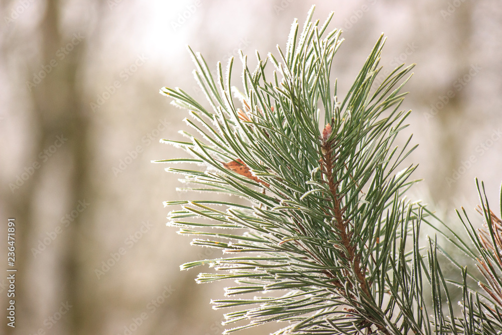 Green branch of pine with hoar-frost on the needles Green branch of pine with hoar-frost on the needles