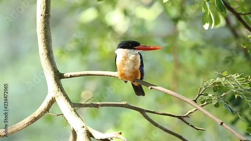 Black-capped Kingfisher on branch tree.