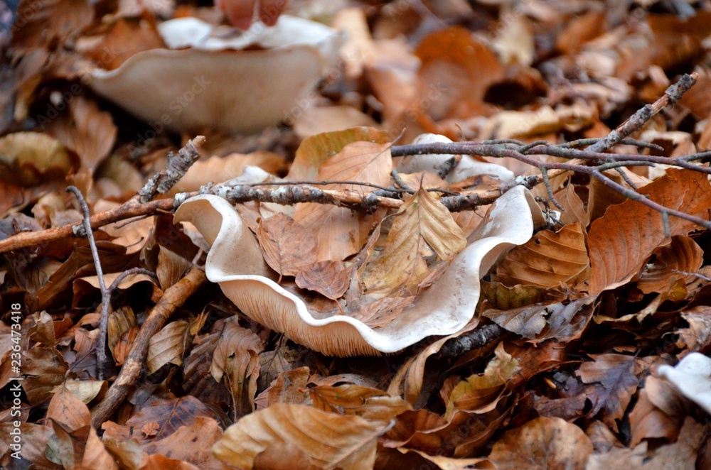 Mushrooms and Leaves