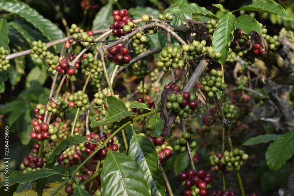 Chikmagalur, Karnataka, India - November 25, 2018: Coffee beans. Chikmagalur, Karnataka, India - November 25, 2018: Coffee beans.