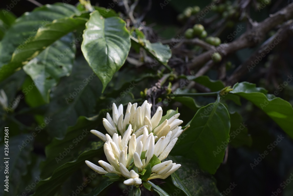 Chikmagalur, Karnataka, India - November 25, 2018: Coffee flowers. Chikmagalur, Karnataka, India - November 25, 2018: Coffee flowers.
