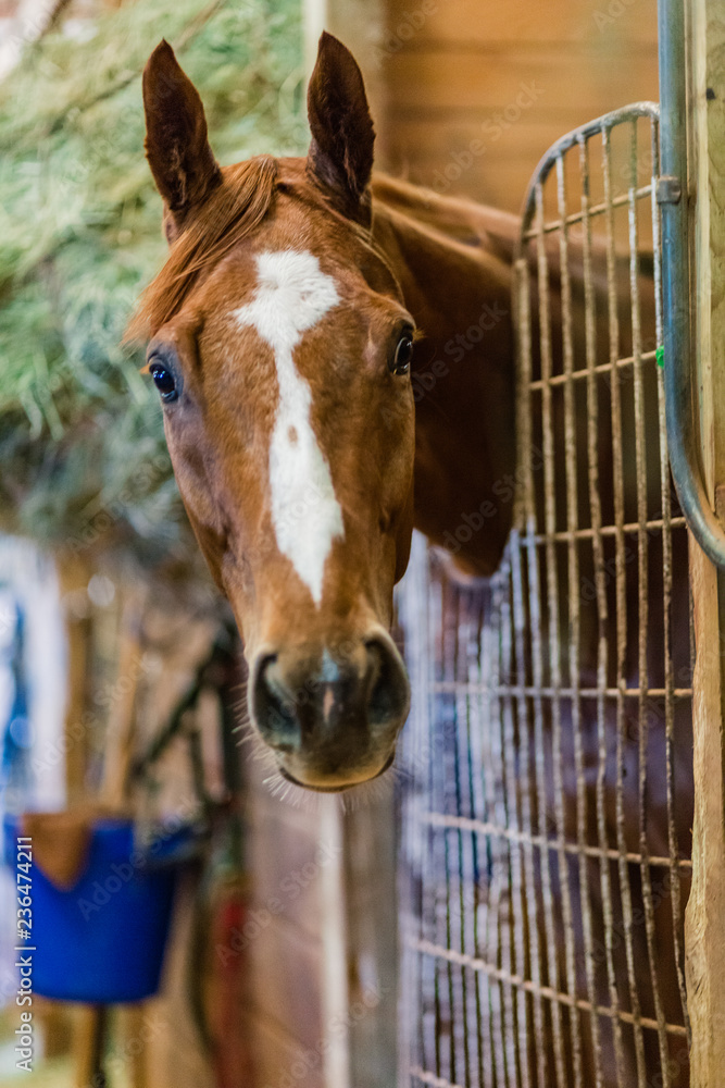 Fototapeta premium horse looking at camera in stall of stables before derby races