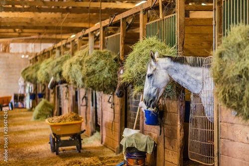 Horses waiting to race at the horse racetrack on derby day