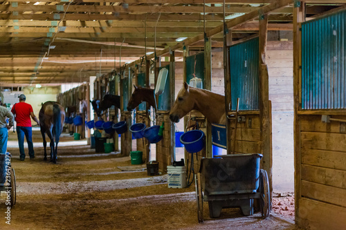 Winning horses on derby day at the racetrack in stalls