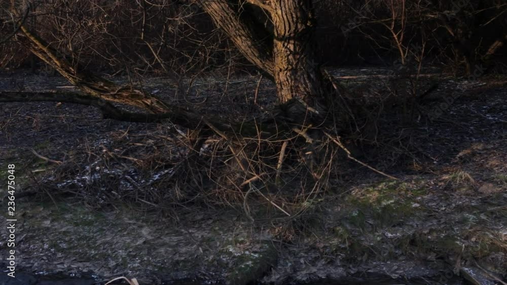Autumn trees by the river. Autumn frosts. Gloomy cold weather Autumn trees by the river. Autumn frosts. Gloomy cold weather