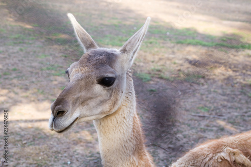 Llama's charismatic head close-up at the zoo