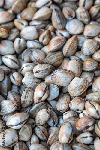 Clams For Sale at the Market