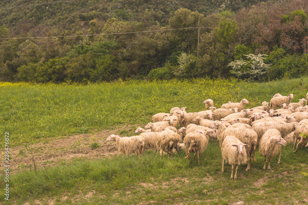 Obraz premium Tuscany, Italy - flock of sheep grazing 