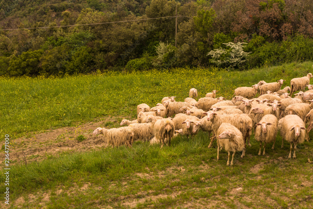 Fototapeta premium Tuscany, Italy - flock of sheep grazing