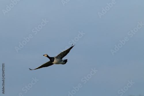 Branta leucopsis, Barnacle Goose, Zingst Germany photo