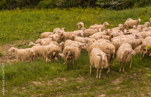 Tuscany, Italy - flock of sheep grazing  © luca