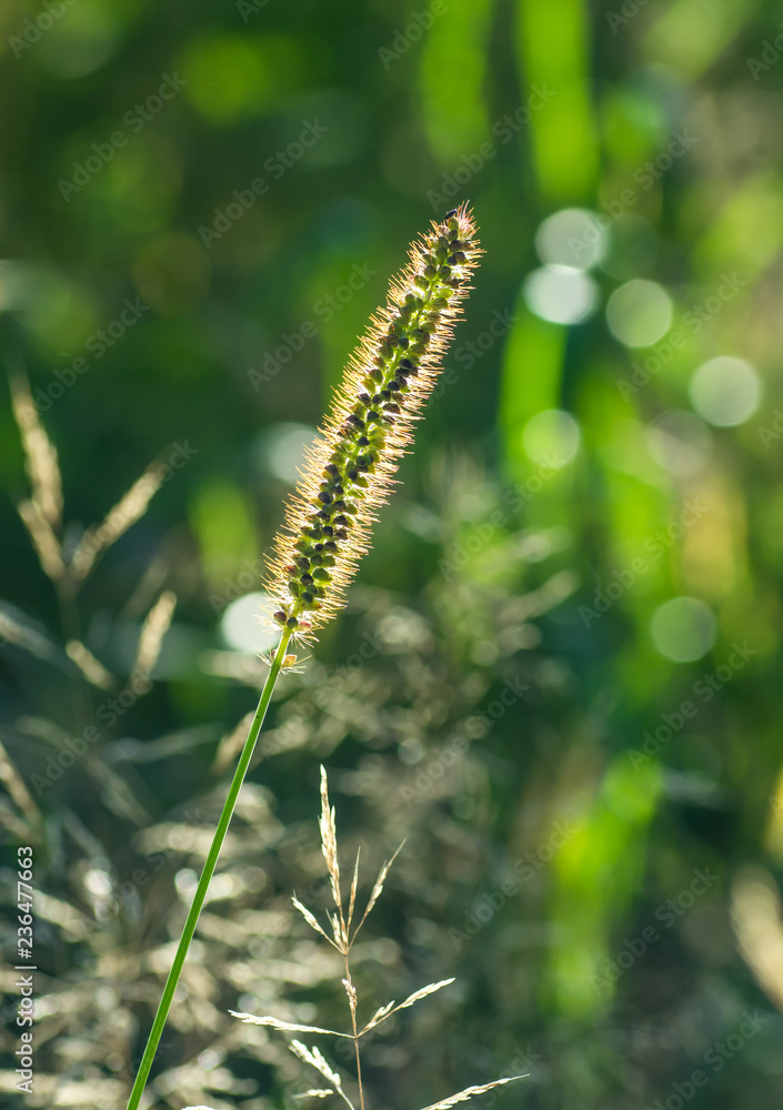 A green plant in the field is penetrated by the rays of the sun, the seeds