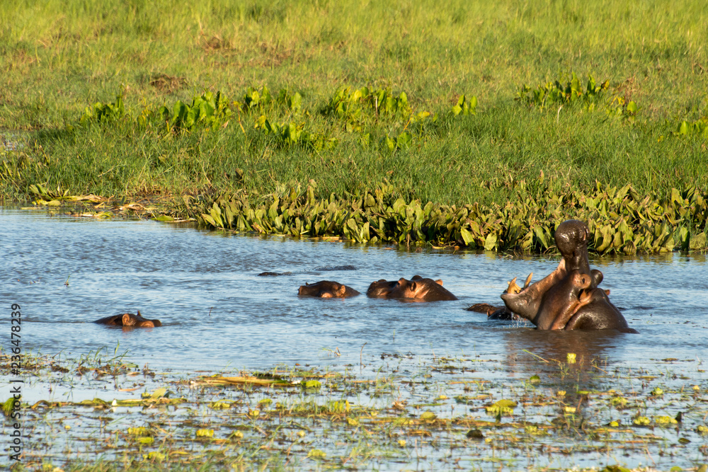 Hippopotamus in watering hole with mouth open Hippopotamus in watering hole with mouth open