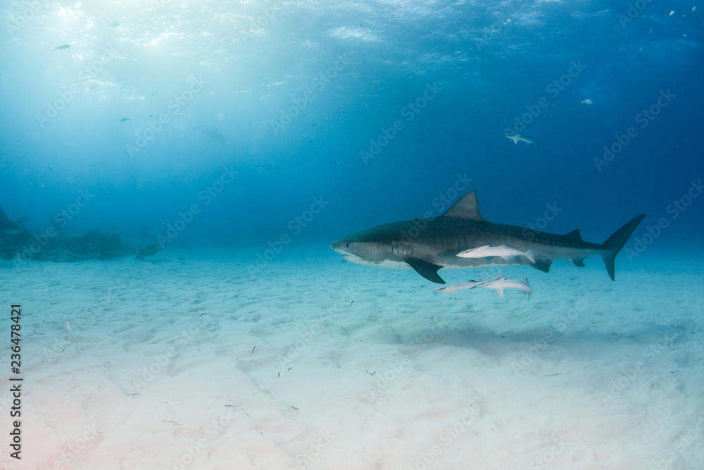 Fototapeta premium Tiger shark at Tigerbeach, Bahamas