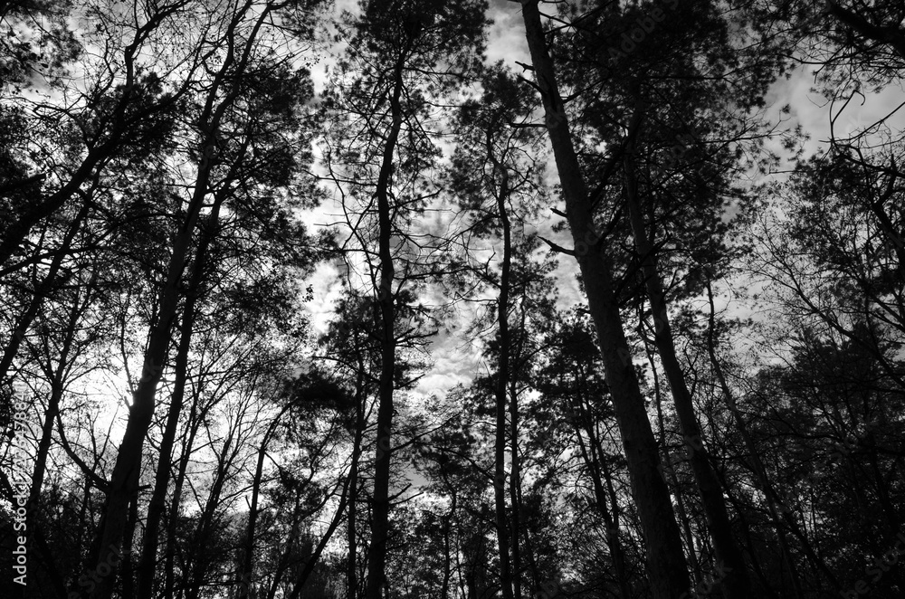 trees in the forest trees in the forest
