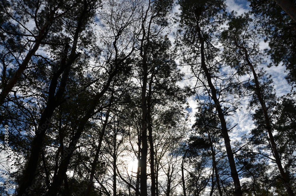 Fototapeta premium trees in the forest