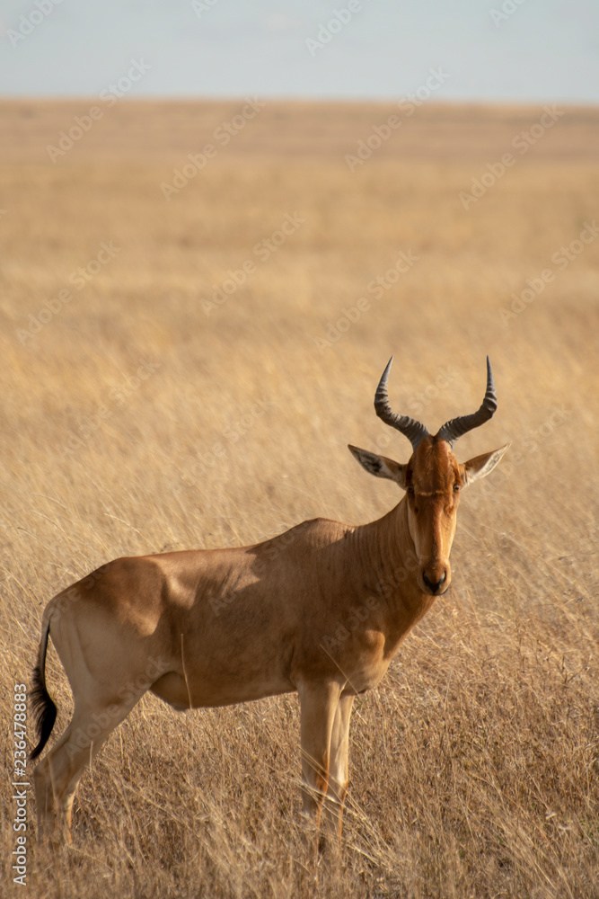 Hartebeest in grass in Central Serengeti in Tanzania Hartebeest in grass in Central Serengeti in Tanzania