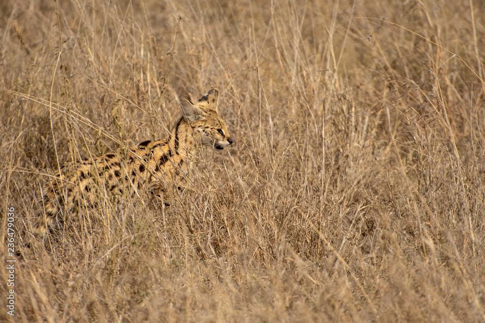 Serval in tall grass in Central Serengeti Serval in tall grass in Central Serengeti