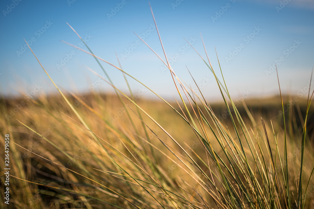 Fototapeta premium grass in the wind
