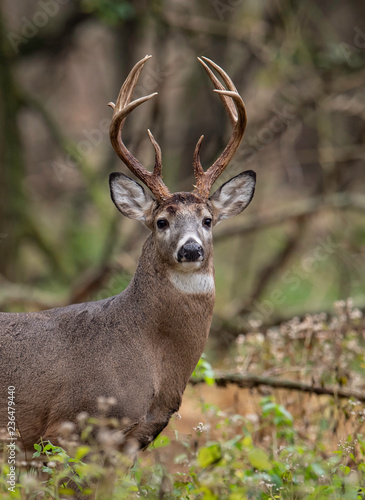 Fototapeta Naklejka Na Ścianę i Meble -  White tailed Deer Buck 