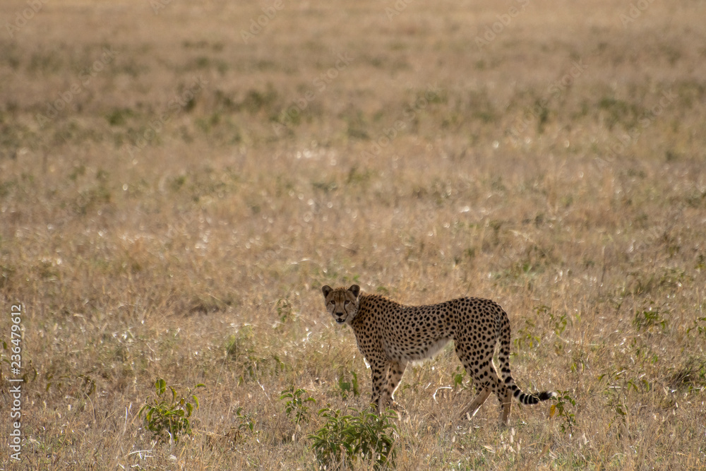 Naklejka premium Cheetah standing in grass in Serengeti
