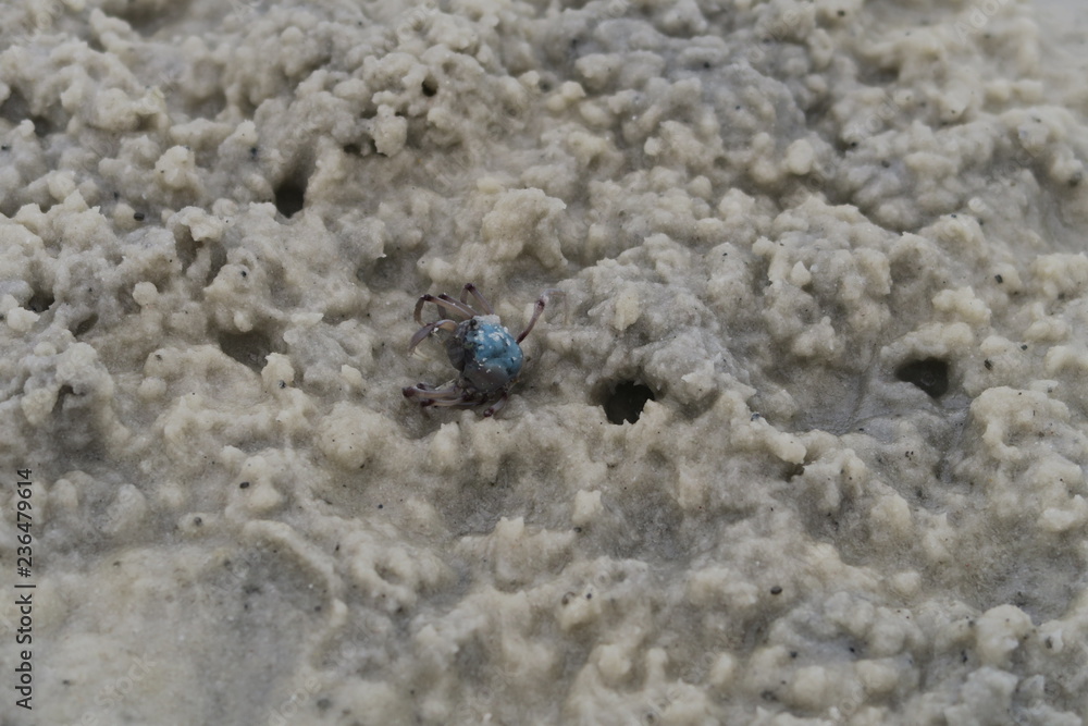 Mini Krabbe im Sand