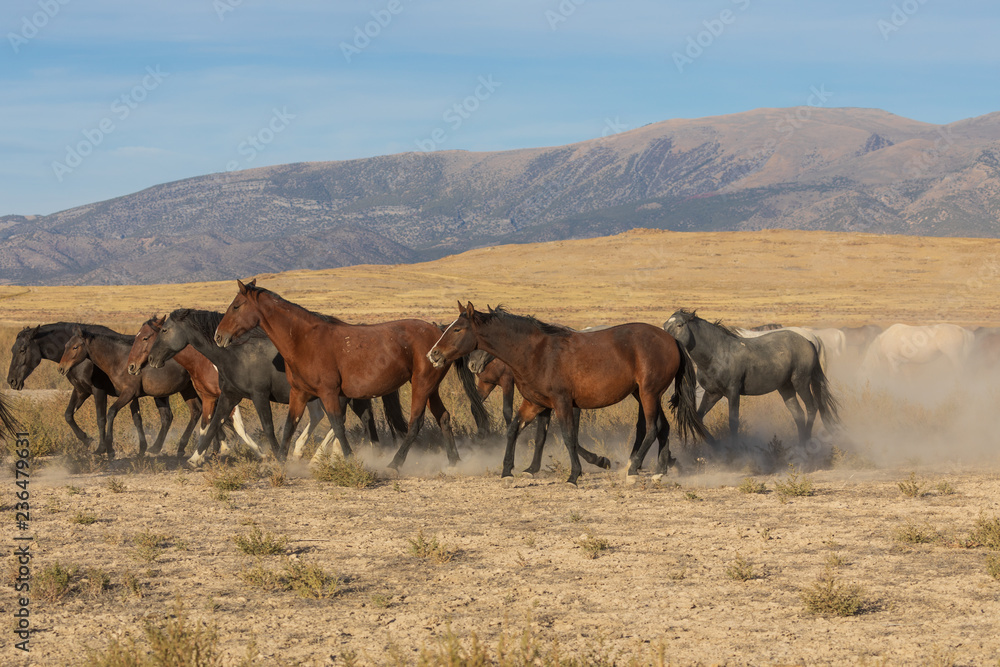 Wild Horses in the Utah Desert