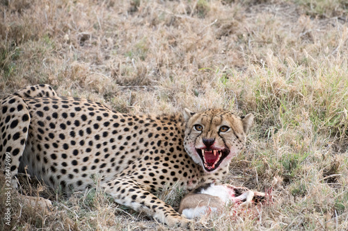 Cheetah with blood on face eating a young Thompson Gazelle photo