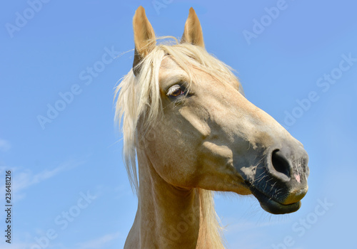 White horse head portrait