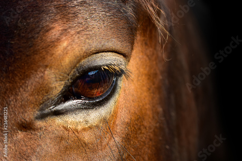 Brown Horse macro eye © Arija