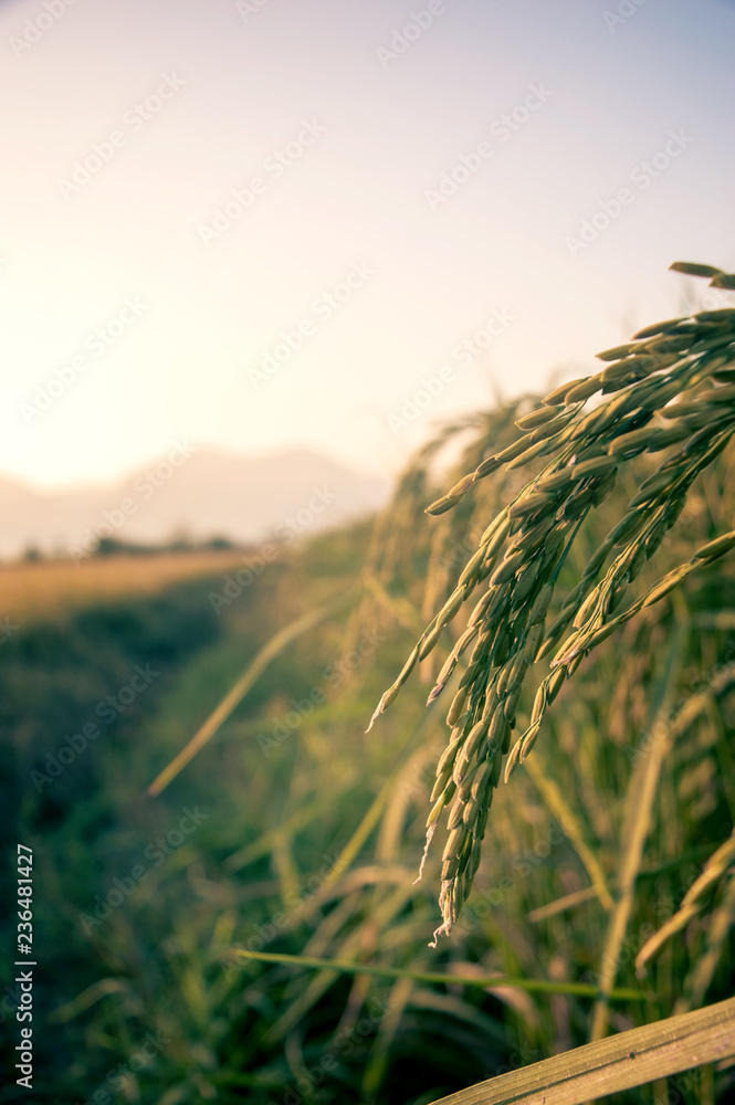 field of wheat