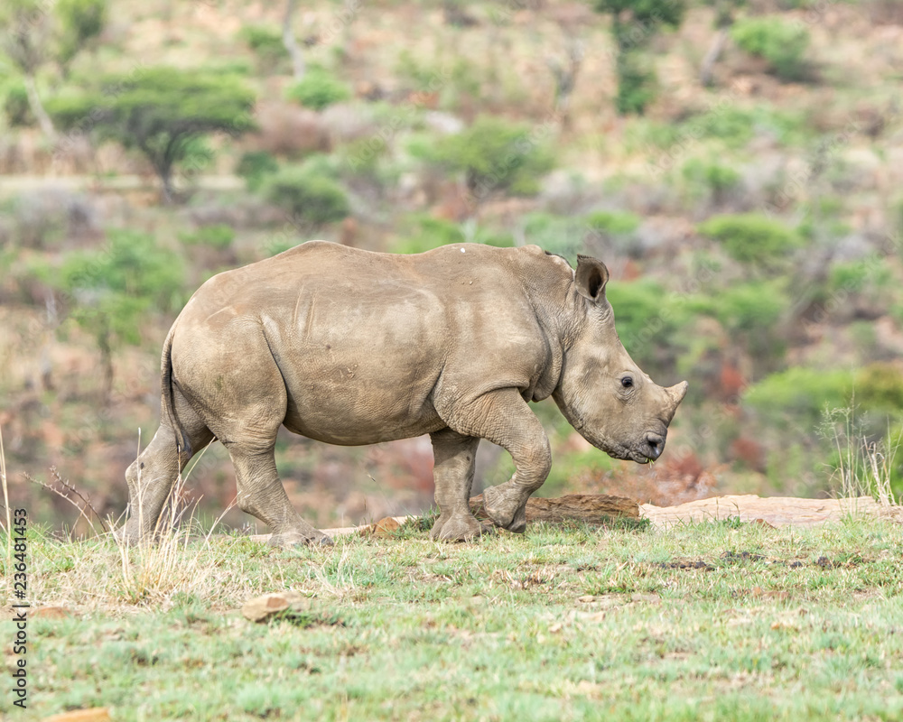 Fototapeta premium White Rhino Calf